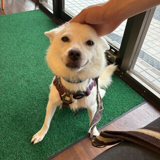 お腹見せちゃう★7.7kg 抱っこサイズの女の子