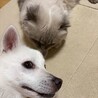 お腹見せちゃう★7.7kg 抱っこサイズの女の子