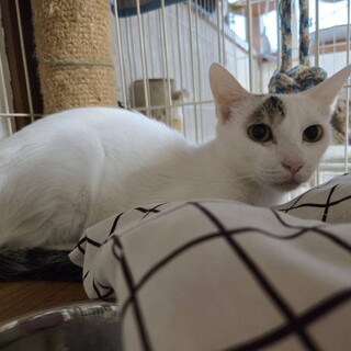 １６歳シニア猫のすずちゃん