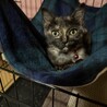 あんず サムネイル2
