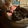 あんず サムネイル3