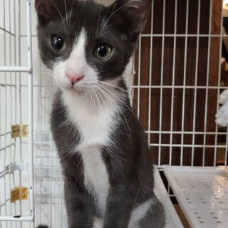 たくましい子ねこです。