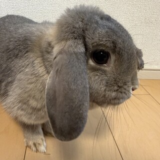 ロップイヤーウサギ　1歳　女の子