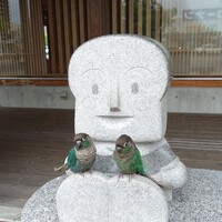 スダチ＆カボス