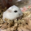 【至急】ジャンガリアン(白)#大切にしてくれる方へ