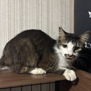 雄猫飼って頂ける方募集[去勢済] 