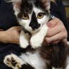 ふわふわ半長毛3兄妹のオレオ サムネイル5