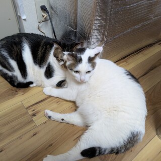 猫の里親募集　双子で黒が大で、白が福