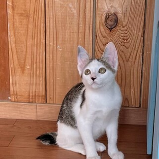 とっても元気で甘えん坊のキジ白