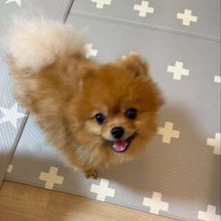 ひっつき虫なバーム君