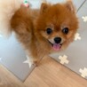 ひっつき虫なバーム君