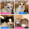里親決定。ミルクちゃん譲渡会参加 サムネイル5