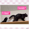 交渉中★人慣れからチャレンジしてみたい方希望 サムネイル5