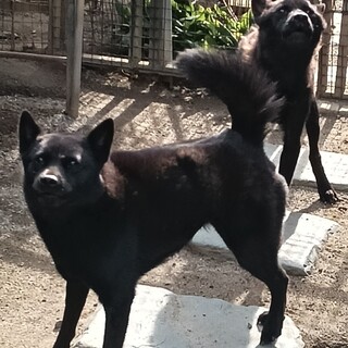 元気な甲斐犬(血統書付)です！