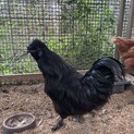 烏骨鶏の男の子です。