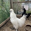 烏骨鶏の男の子です。