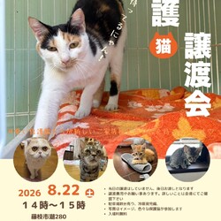 保護猫の譲渡会
