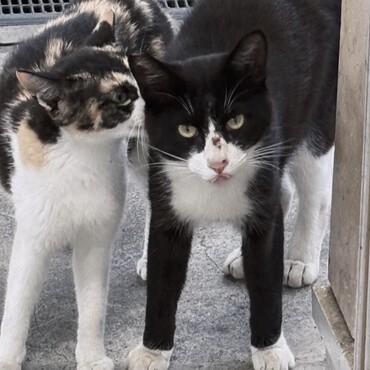 仲良しミケ&ハチワレ