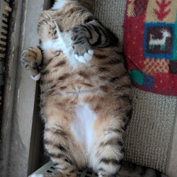 なっちゃんとロイヤルカナン