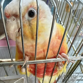 《受付終了》ホオミドリウロコインコ メス 1歳
