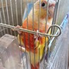 《受付終了》ホオミドリウロコインコ メス 1歳 サムネイル2