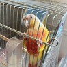 《受付終了》ホオミドリウロコインコ メス 1歳 サムネイル3