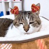 ねこあや。