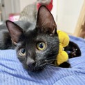 黒猫女の子　4ヶ月