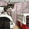 『ぐれむ』とっても食いしん坊 サムネイル2