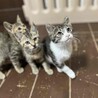 『ぐれむ』とっても食いしん坊 サムネイル3