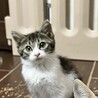 『ぐれむ』とっても食いしん坊 サムネイル5