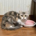 決定☆『スフィ』美人猫さんの隠れんぼ好き