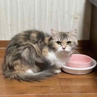 『スフィ』美人猫さんの隠れんぼ好き