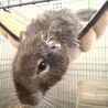ノーマル デグー サムネイル2
