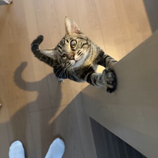 片目のハンデを乗り越えた甘えん坊????里親募集！