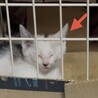 好奇心旺盛！三毛猫！（兄弟2〜3匹で譲渡の方優先） サムネイル3