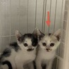 好奇心旺盛！三毛猫！（兄弟2〜3匹で譲渡の方優先） サムネイル4
