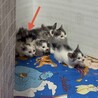 好奇心旺盛！三毛猫！（兄弟2〜3匹で譲渡の方優先） サムネイル5