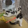 好奇心旺盛！三毛猫！（兄弟2〜3匹で譲渡の方優先） サムネイル6
