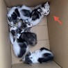 好奇心旺盛！三毛猫！（兄弟2〜3匹で譲渡の方優先） サムネイル7