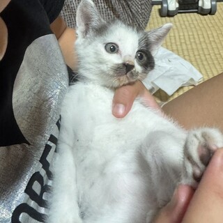 眼帯の海賊ちゃん（兄弟２〜3匹で譲渡の方優先）