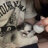 眼帯の海賊ちゃん（兄弟２〜3匹で譲渡の方優先） サムネイル2