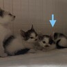 眼帯の海賊ちゃん（兄弟２〜3匹で譲渡の方優先） サムネイル3