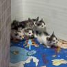 眼帯の海賊ちゃん（兄弟２〜3匹で譲渡の方優先） サムネイル4