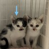眼帯の海賊ちゃん（兄弟２〜3匹で譲渡の方優先） サムネイル5