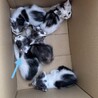 眼帯の海賊ちゃん（兄弟２〜3匹で譲渡の方優先） サムネイル6