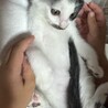 眼帯の海賊ちゃん（兄弟２〜3匹で譲渡の方優先） サムネイル7