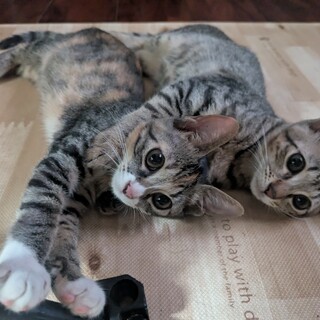 沖縄県内の方、子猫3匹里親募集