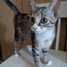 沖縄県内の方、子猫3匹里親募集 サムネイル4