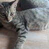 沖縄県内の方、子猫3匹里親募集 サムネイル6